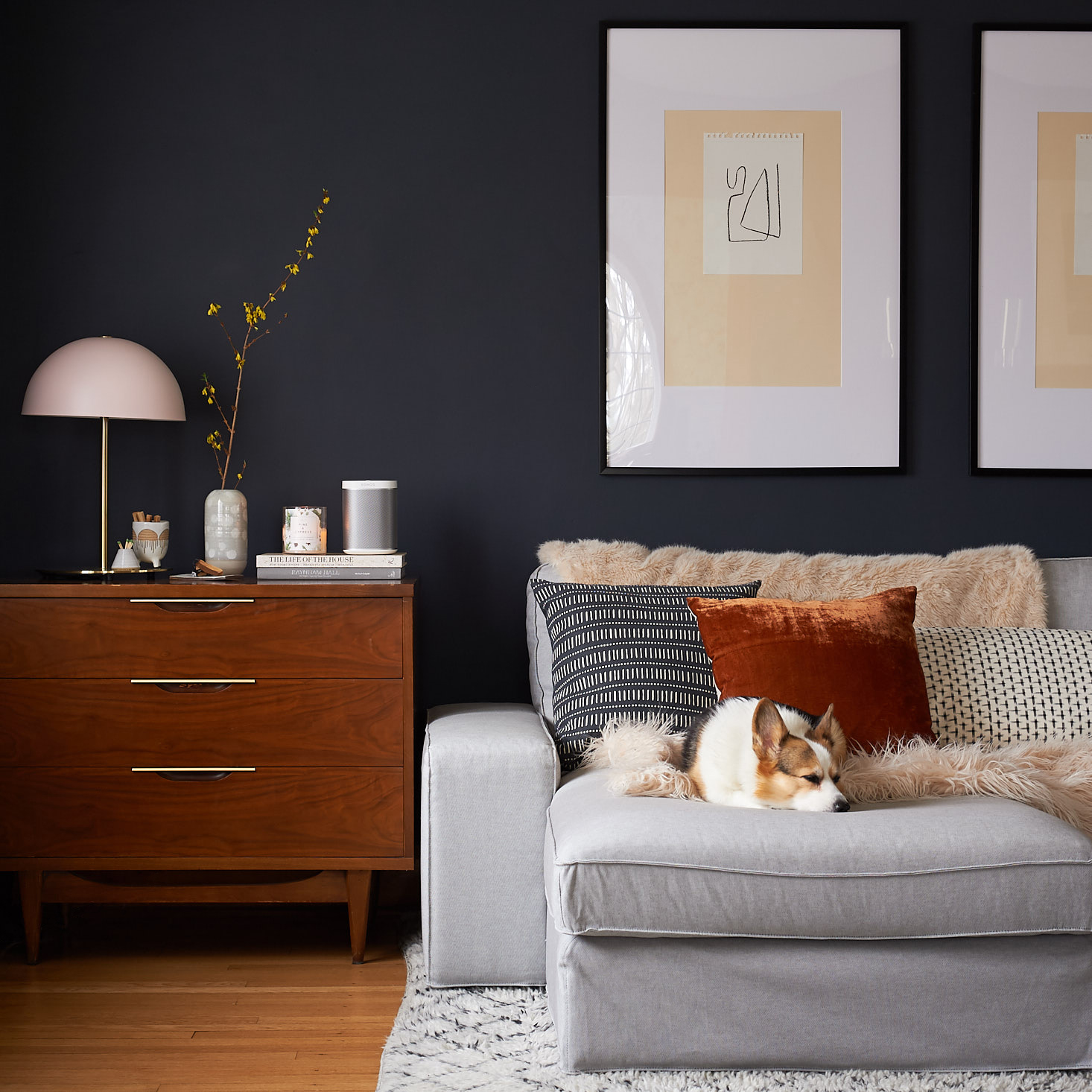 corgi on couch mid century dresser living room